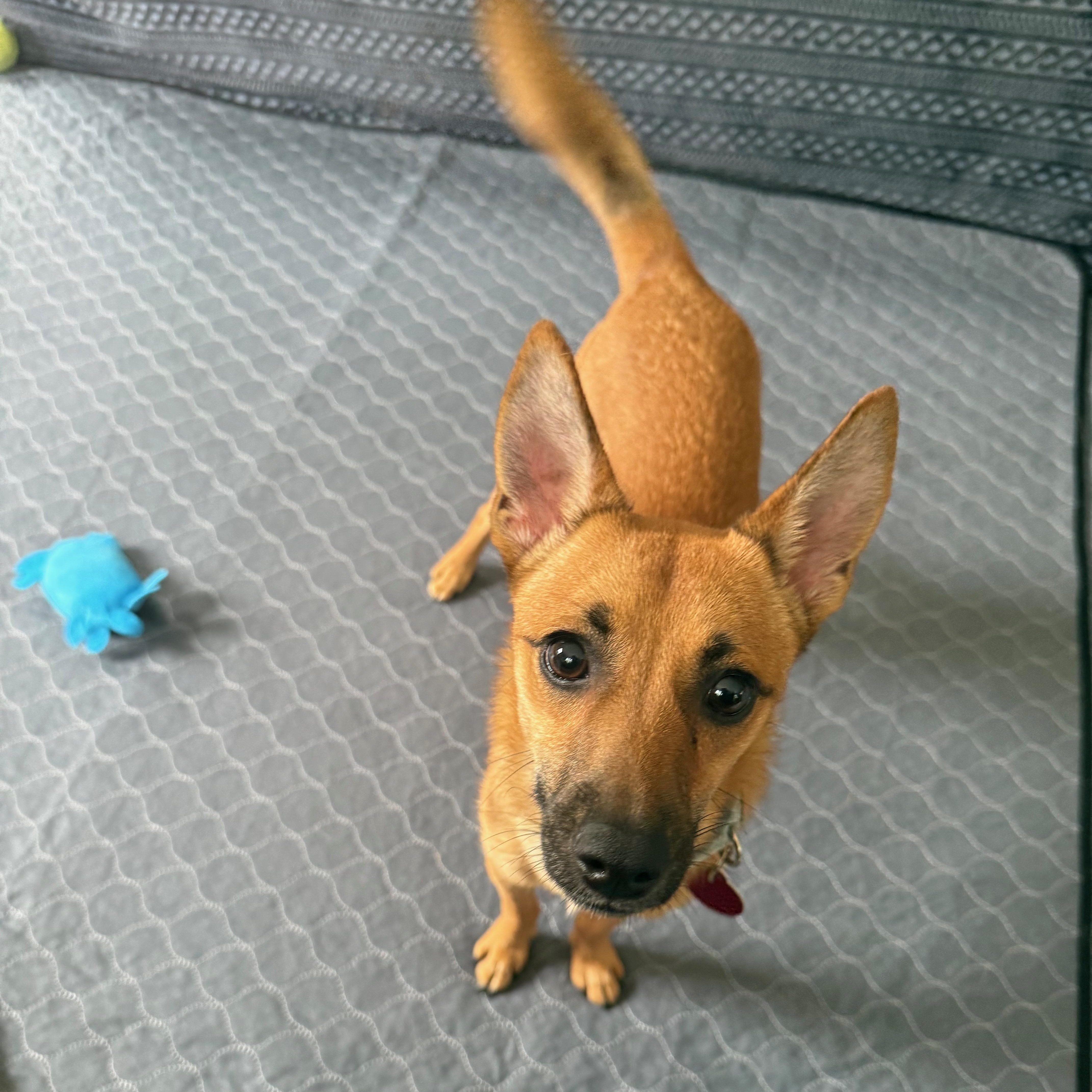 Rocket, Adoptable, Young Male Labrador Retriever.