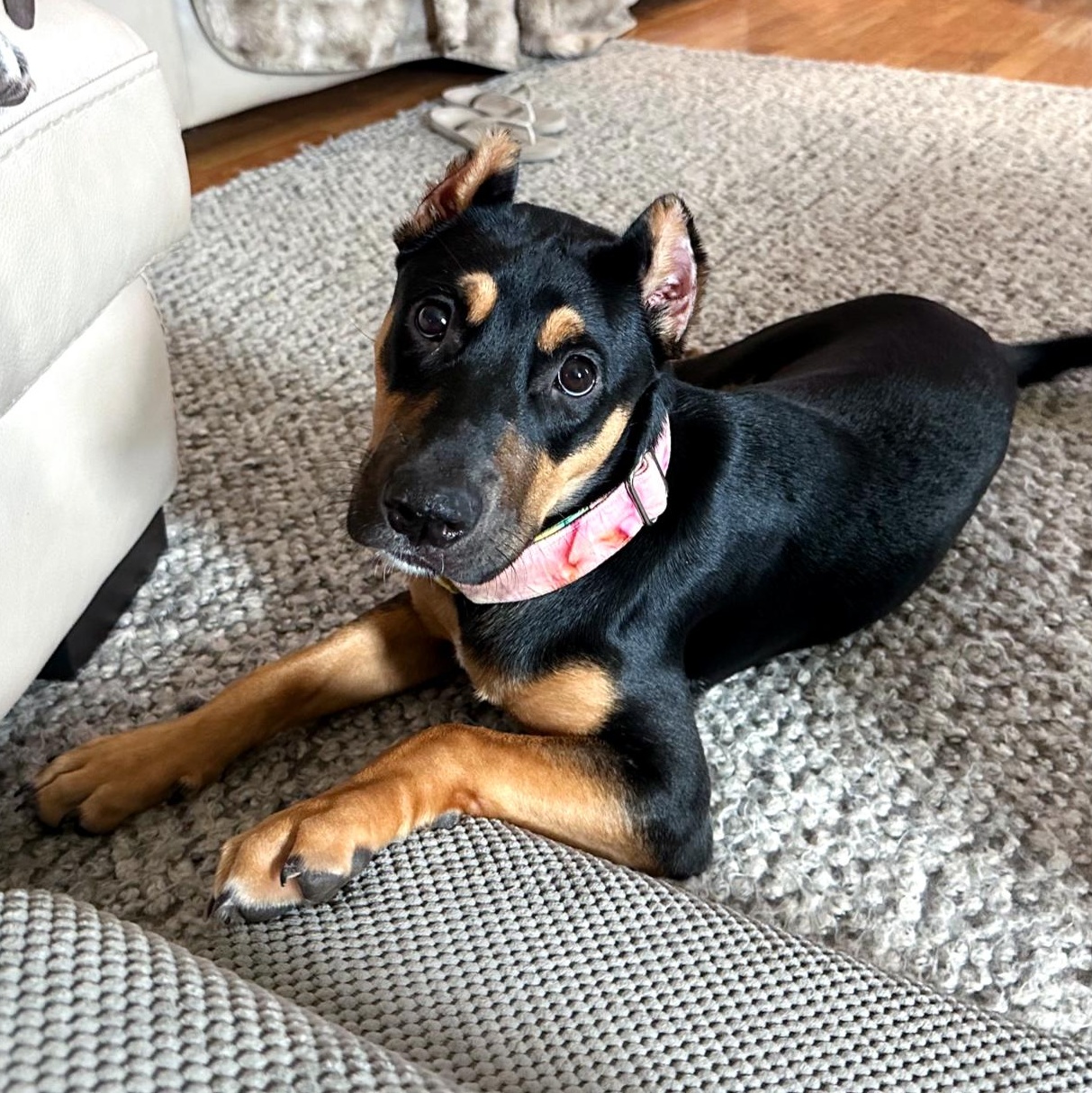 Enlarge Coraline, a Adoptable mixed breed in Omaha, NE image 4/6