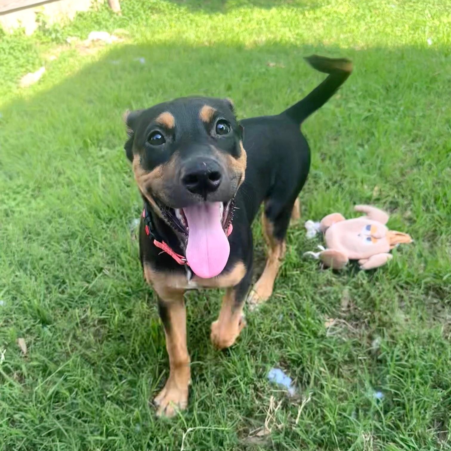 Enlarge Coraline, a Adoptable mixed breed in Omaha, NE image 5/6