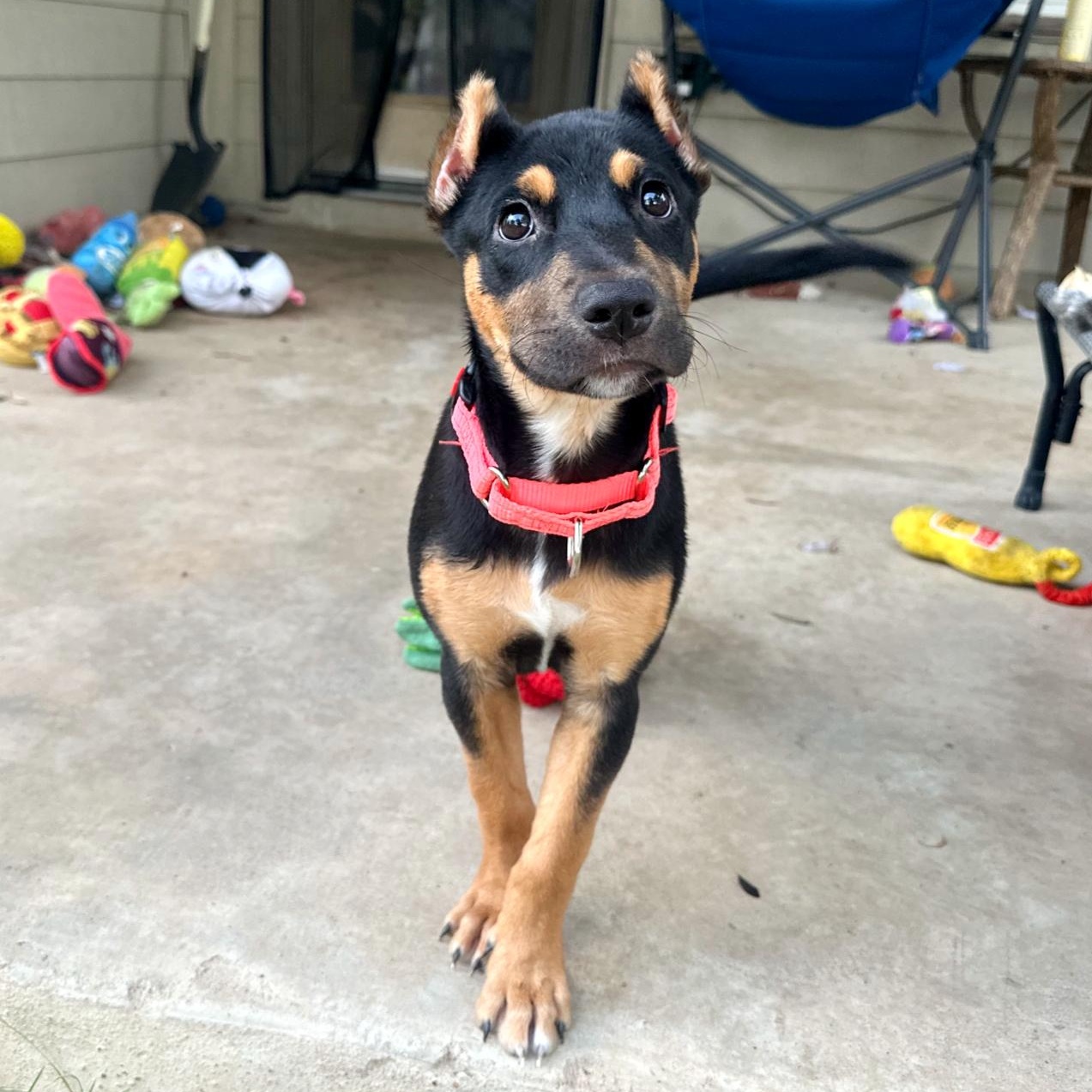 Enlarge Coraline, a Adoptable mixed breed in Omaha, NE image 1/6