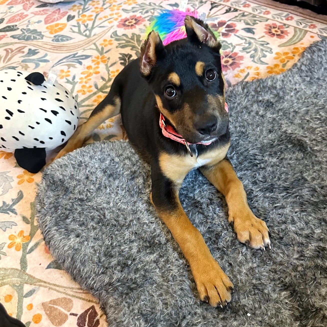 Enlarge Coraline, a Adoptable mixed breed in Omaha, NE image 6/6