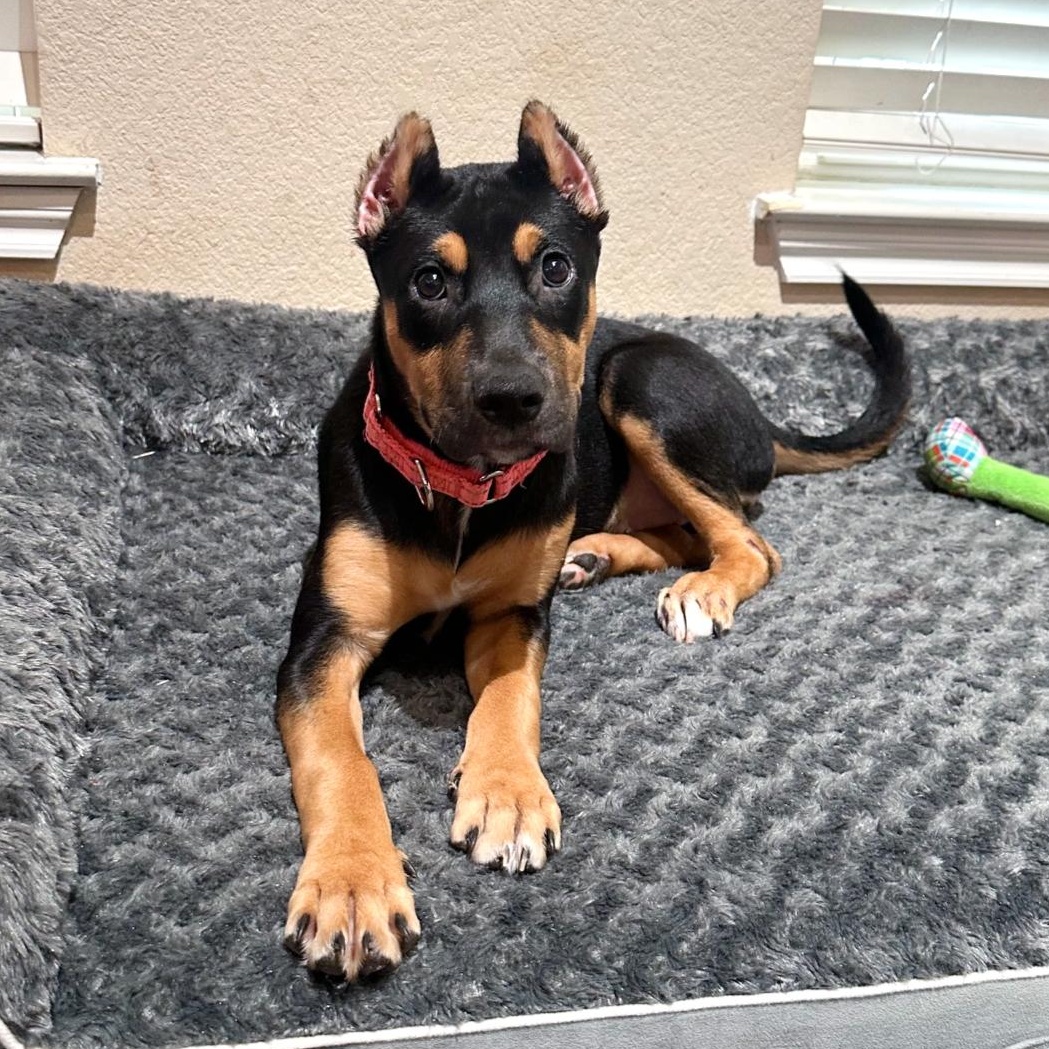 Enlarge Coraline, a Adoptable mixed breed in Omaha, NE image 2/6