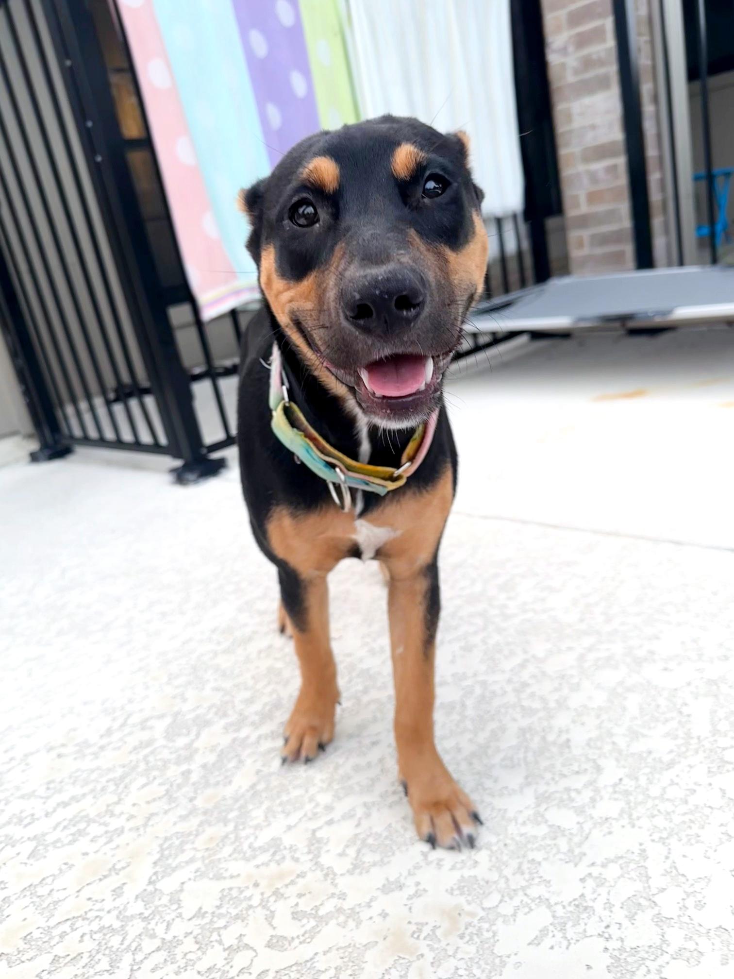 Enlarge Coraline, a Adoptable mixed breed in Omaha, NE image 3/6