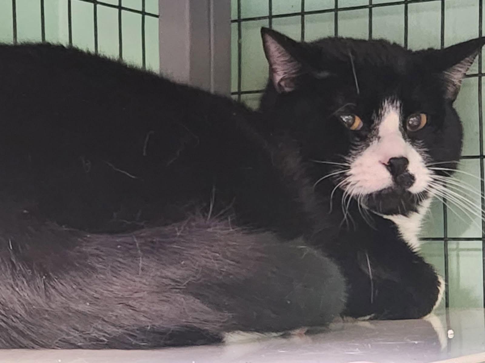 Smollett, Adoptable, Adult Female Domestic Short Hair.