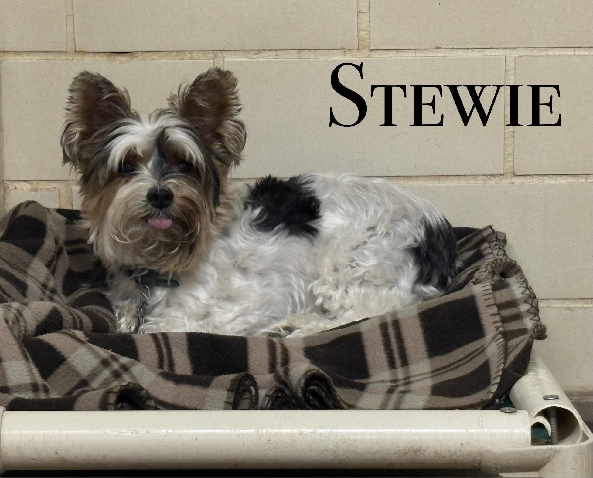 Enlarge Stewie, a Adopted Terrier in Craig, CO image 1/1