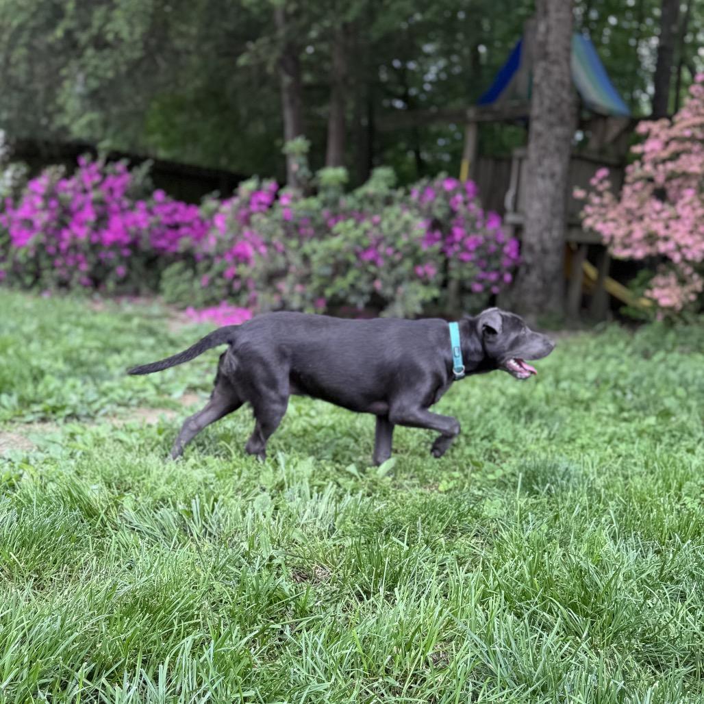 Enlarge Aurora, a Adoptable mixed breed in Summerfield, NC image 1/6