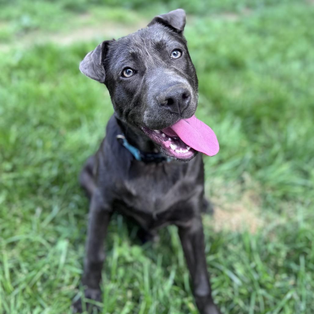 Enlarge Aurora, a Adoptable mixed breed in Summerfield, NC image 2/6
