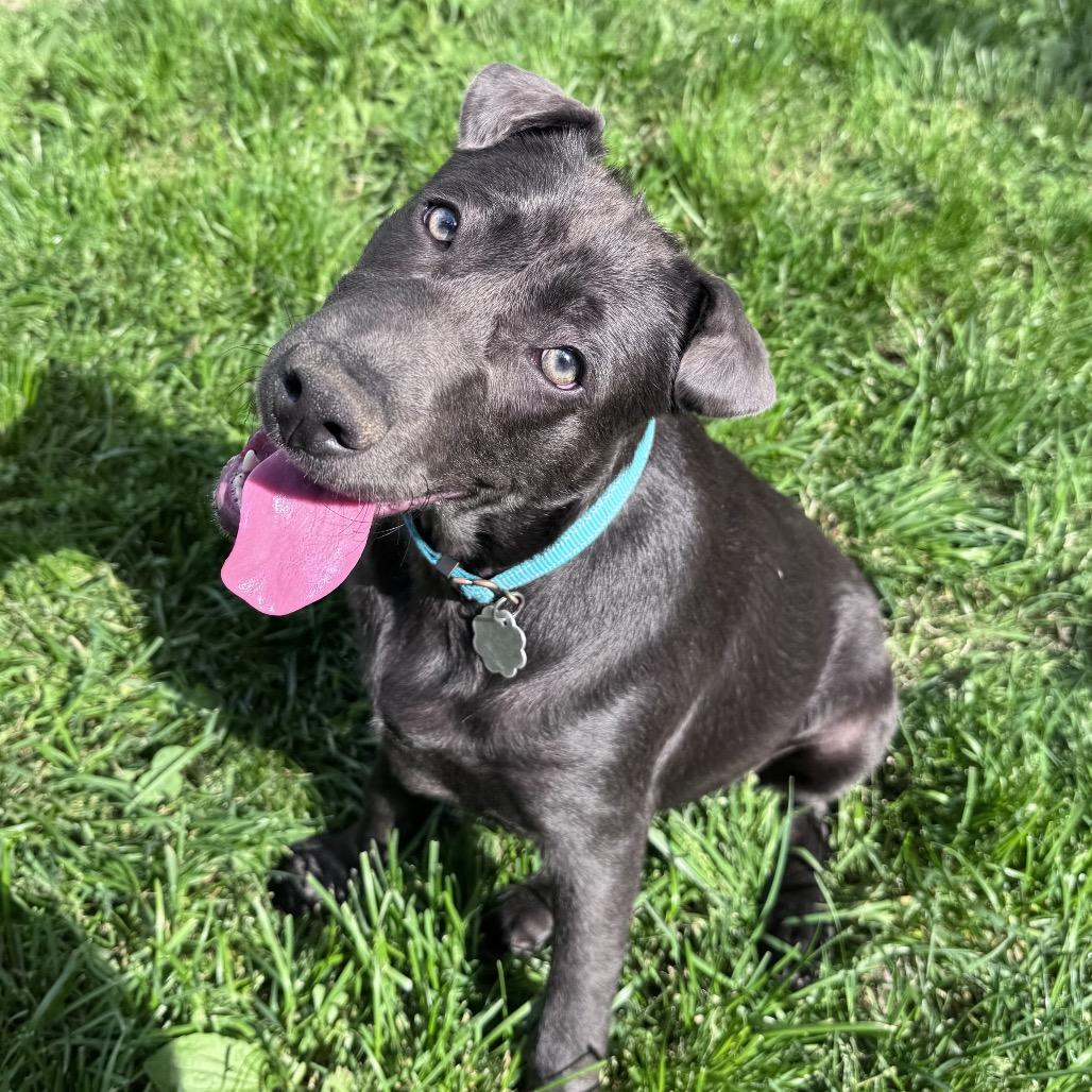Enlarge Aurora, a Adoptable mixed breed in Summerfield, NC image 3/6