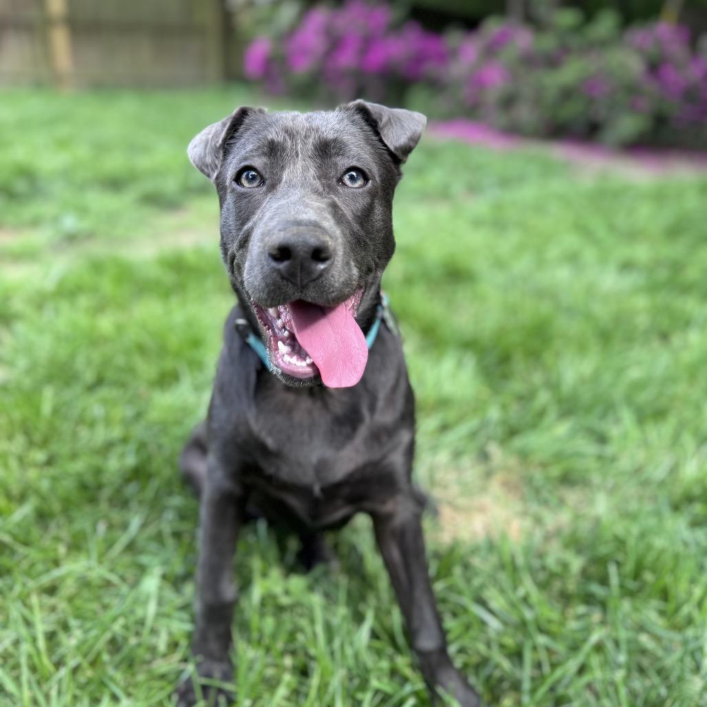Enlarge Aurora, a Adoptable mixed breed in Summerfield, NC image 4/6