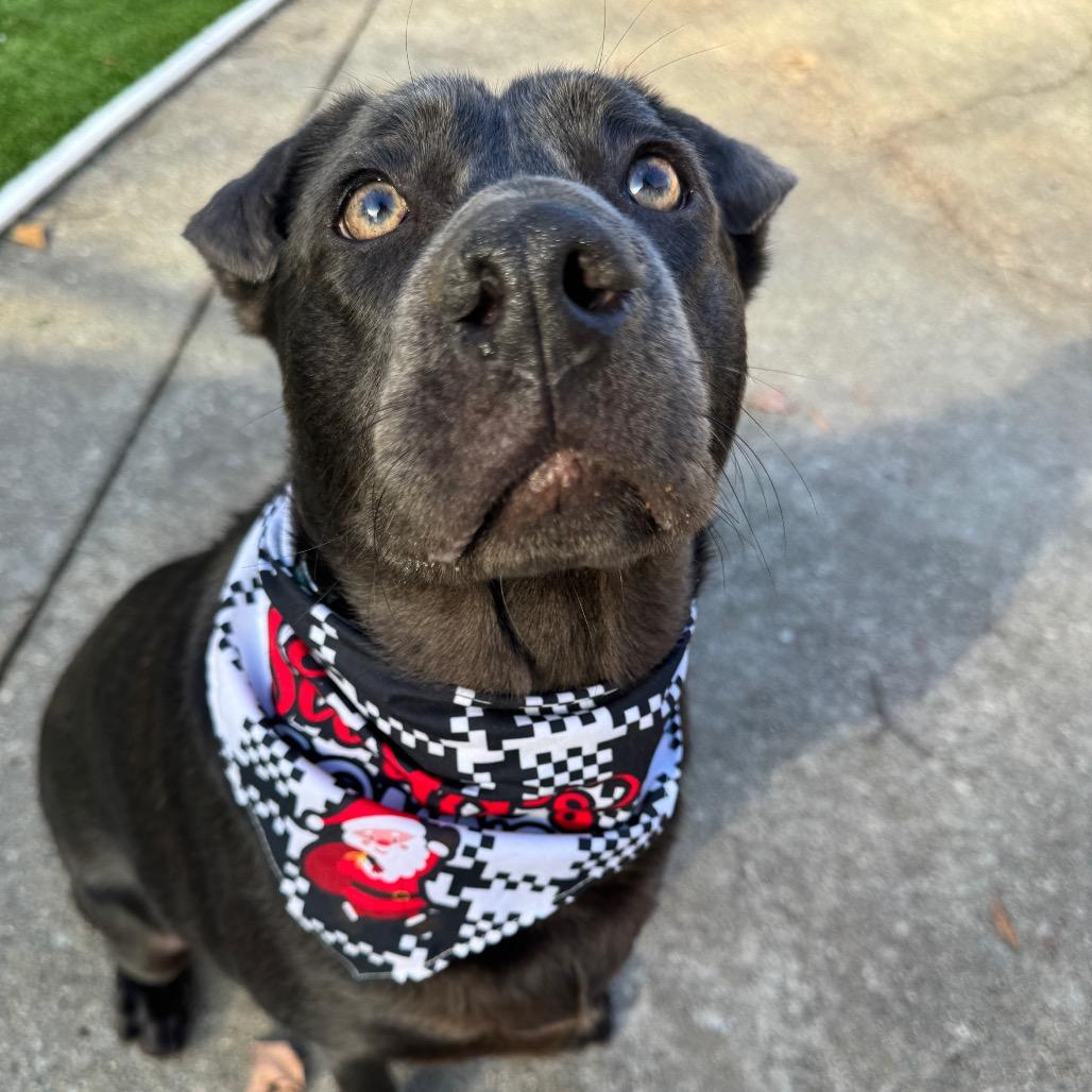 Enlarge Aurora, a Adoptable mixed breed in Summerfield, NC image 5/6