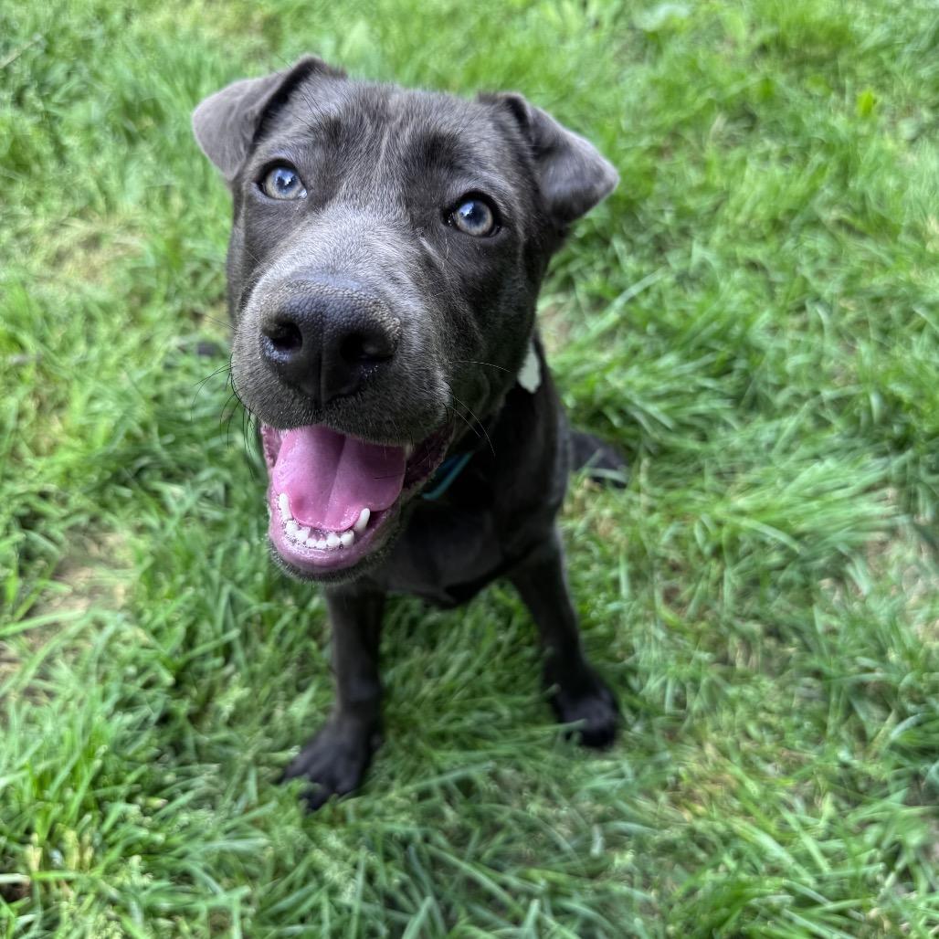 Enlarge Aurora, a Adoptable mixed breed in Summerfield, NC image 6/6
