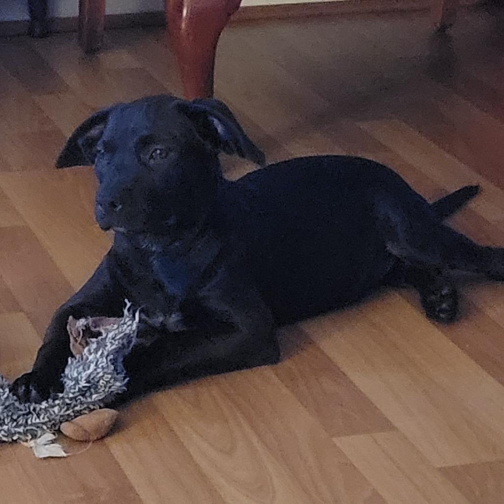 Enlarge Autumn, a Adoptable Mixed Breed in Wilmington, NC image 2/6