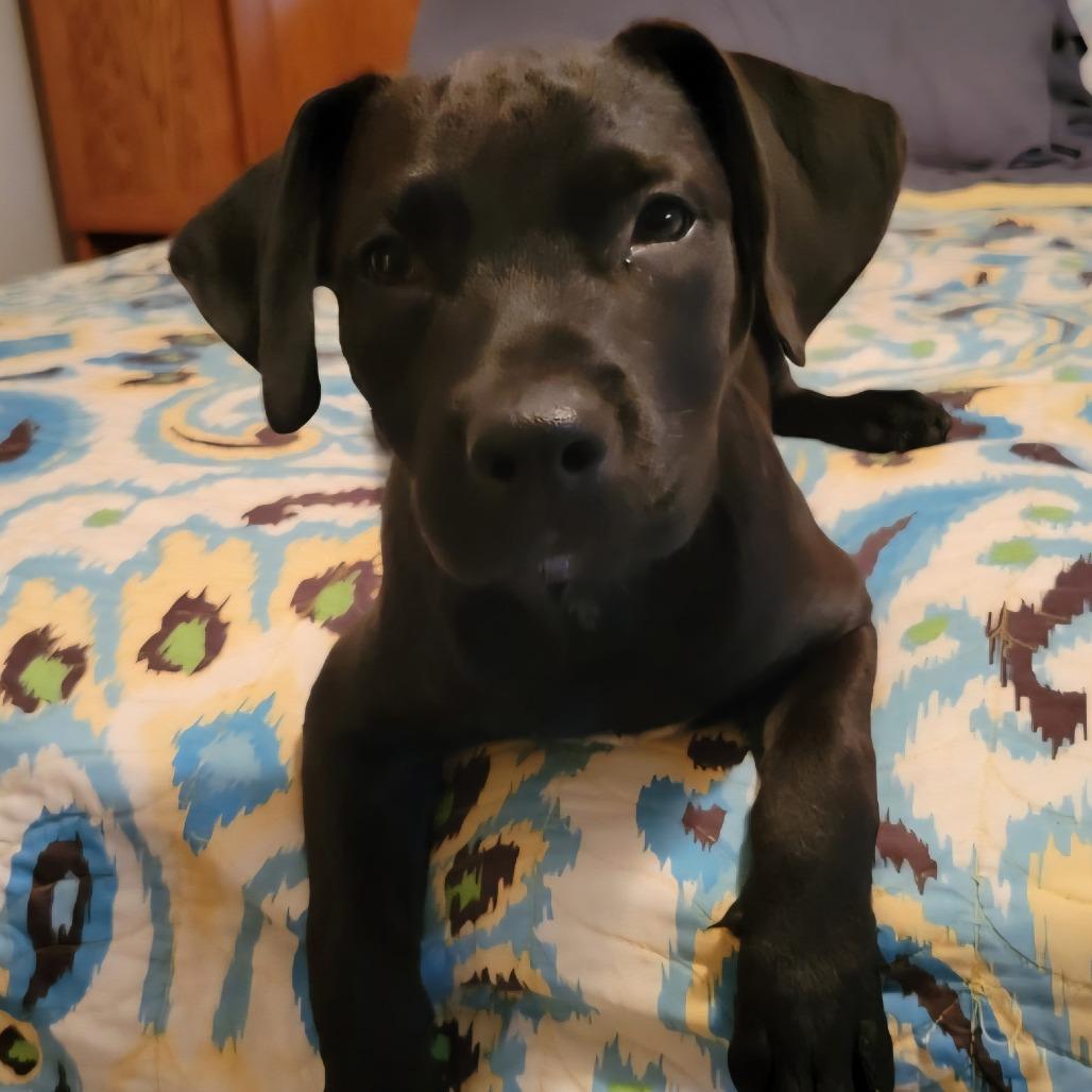 Enlarge Autumn, a Adoptable Mixed Breed in Wilmington, NC image 1/6