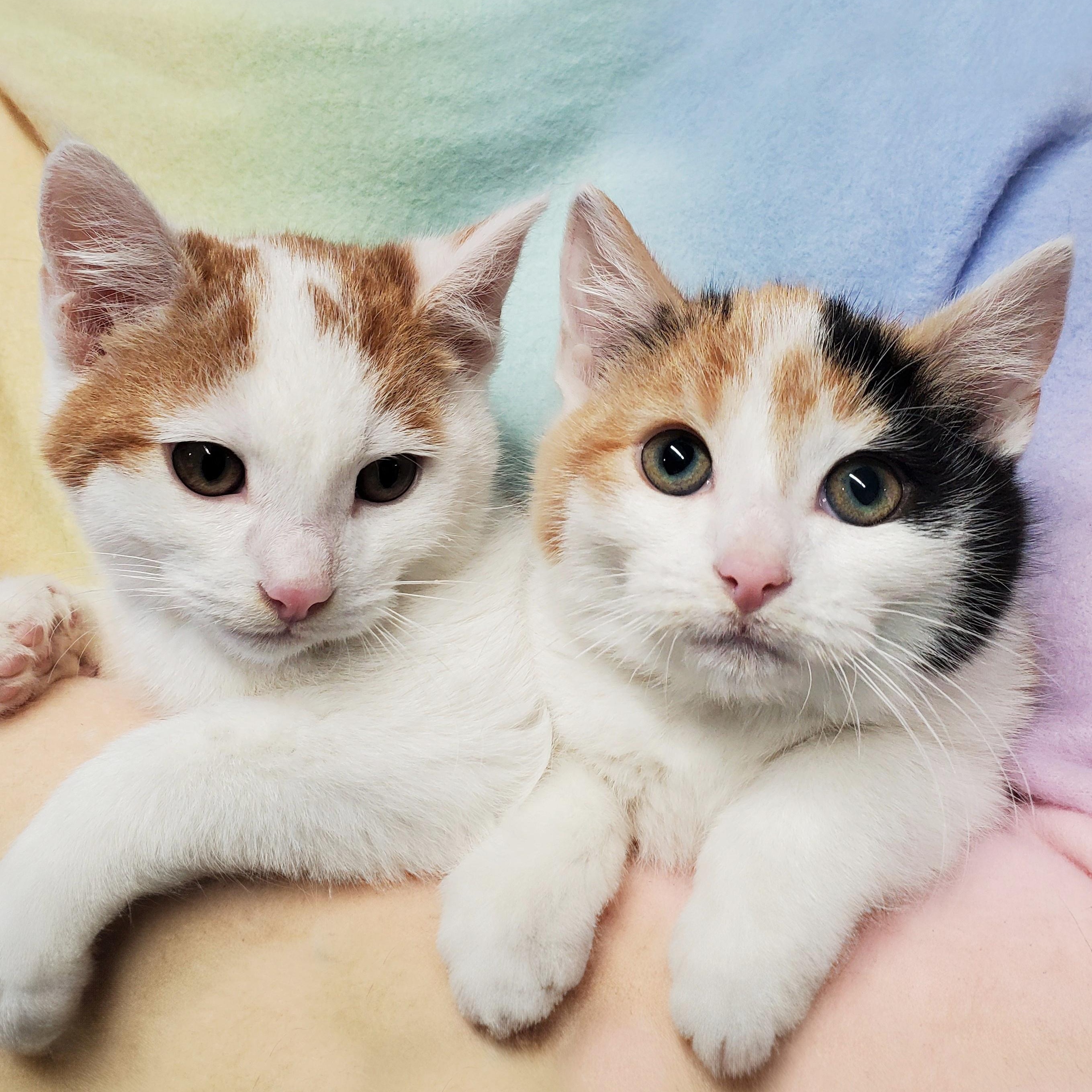 Stew and Meg, ADOPTABLE, Kitten Female Domestic Short Hair.