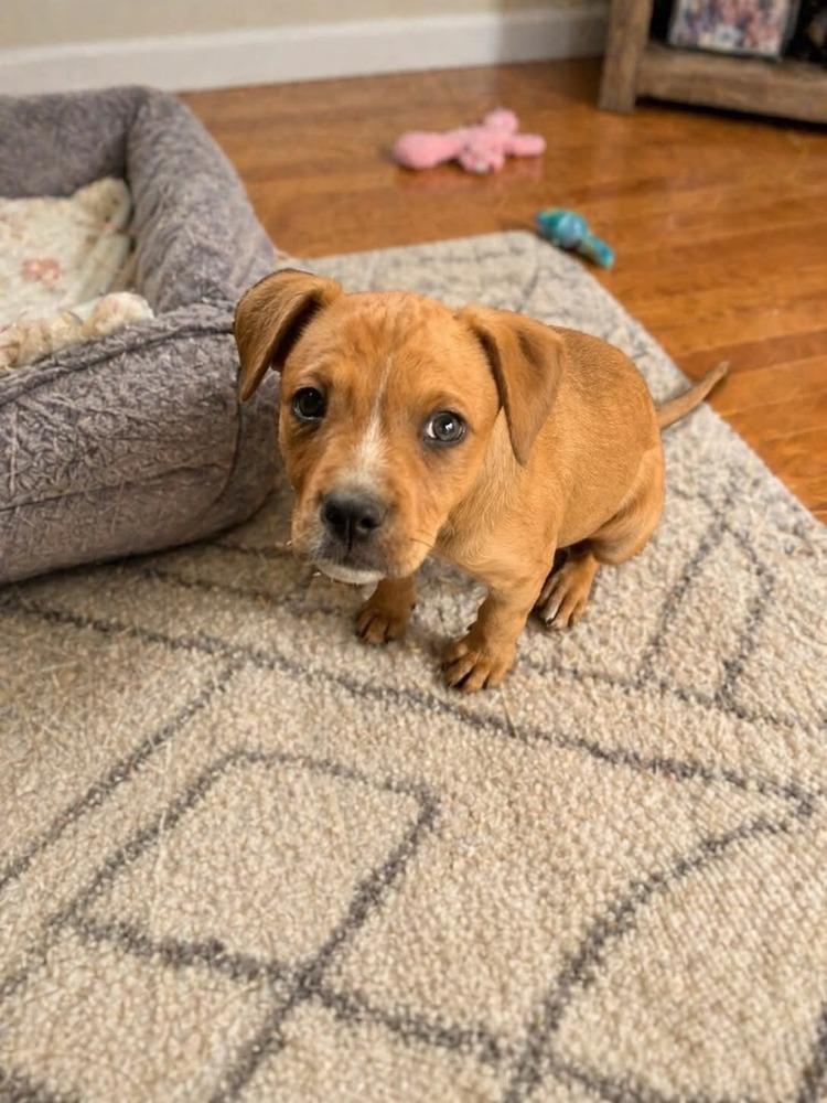 Enlarge Tonya    (2026), a Adoptable mixed breed in Wenonah, NJ image 1/1