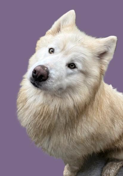 Chico, a ADOPTABLE Alaskan Malamute in Pasco, WA image 4/6