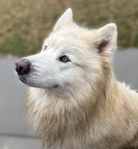 Chico, a ADOPTABLE Alaskan Malamute in Pasco, WA image 3/6