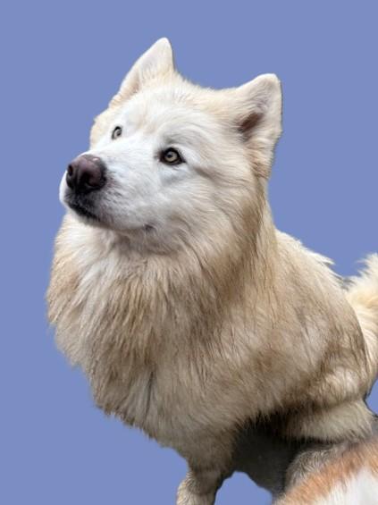 Chico, a ADOPTABLE Alaskan Malamute in Pasco, WA image 1/6