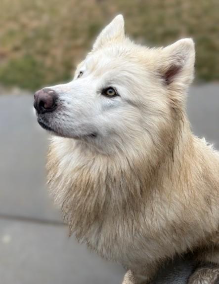 Chico, a ADOPTABLE Alaskan Malamute in Pasco, WA image 6/6