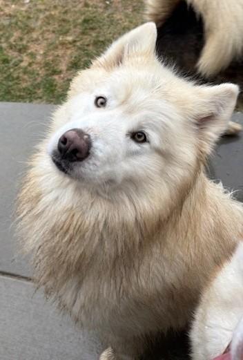 Chico, a ADOPTABLE Alaskan Malamute in Pasco, WA image 5/6