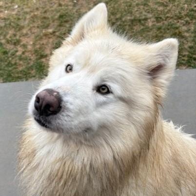 Chico, a ADOPTABLE Alaskan Malamute in Pasco, WA image 1/4