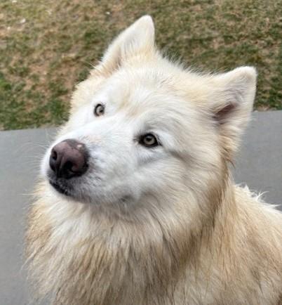Chico, a ADOPTABLE Alaskan Malamute in Pasco, WA image 2/6