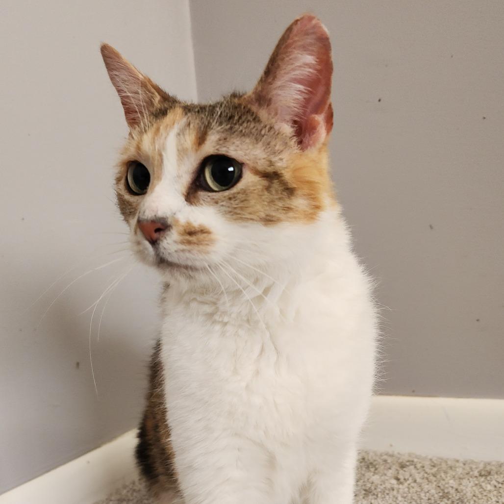 Enlarge Prissy, a Adoptable Domestic Short Hair in Centerville, TN image 1/3