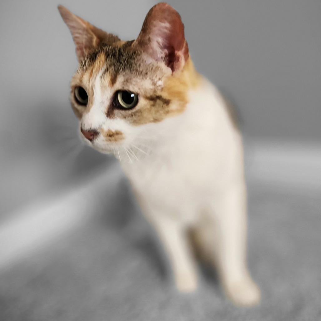 Enlarge Prissy, a Adoptable Domestic Short Hair in Centerville, TN image 2/3