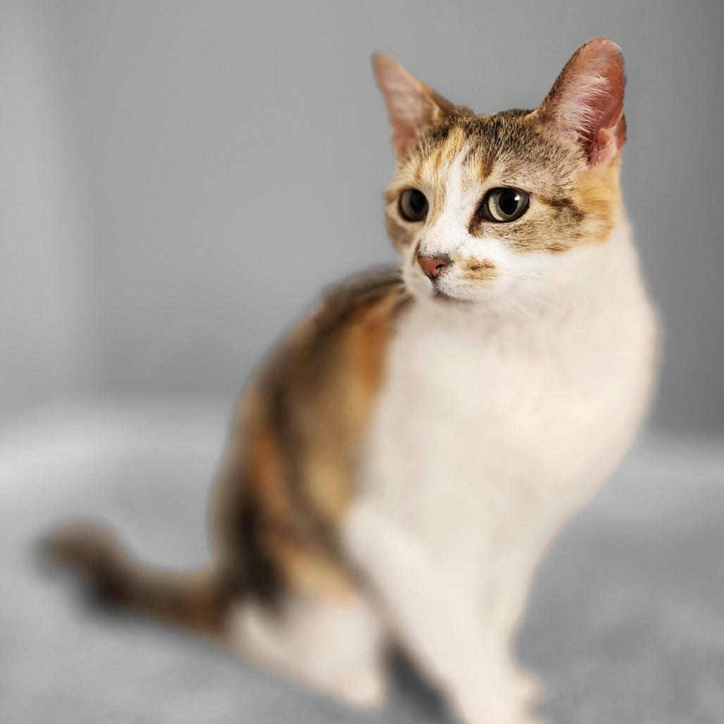 Enlarge Prissy, a Adoptable Domestic Short Hair in Centerville, TN image 3/3