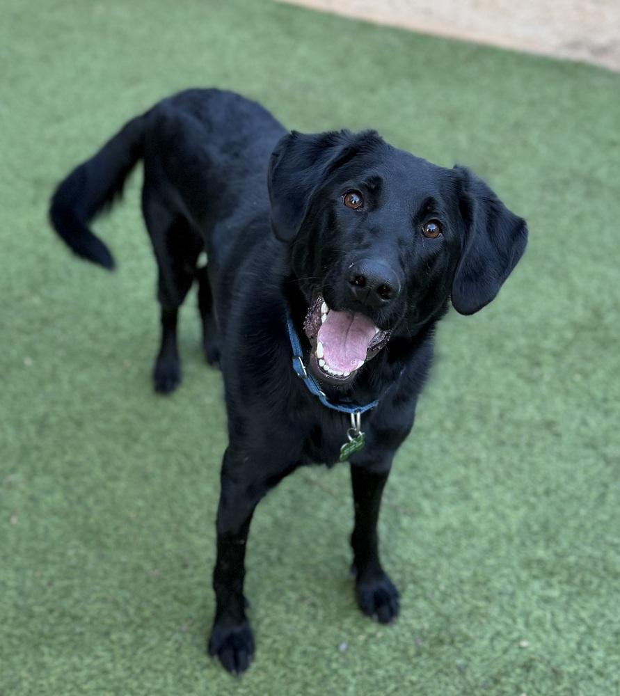 Enlarge Ralph, a Adoptable mixed breed in Dunwoody, GA image 3/6