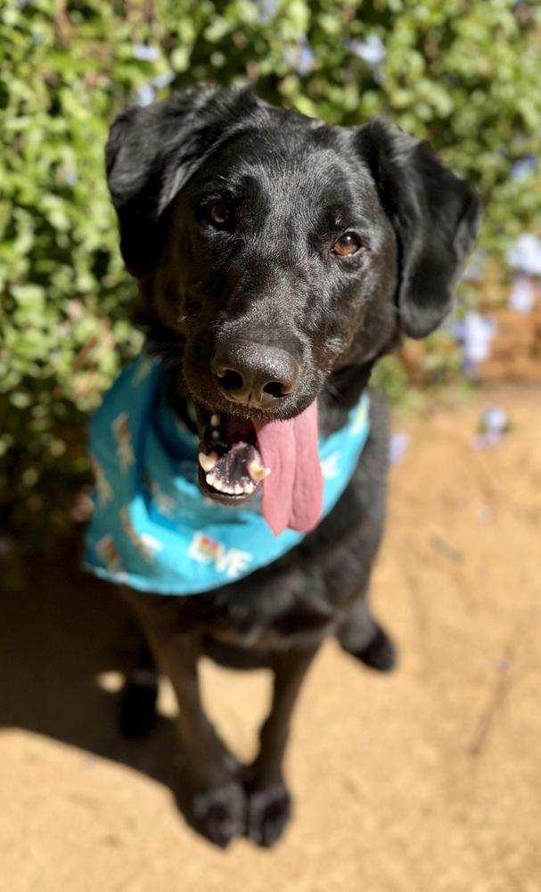 Enlarge Ralph, a Adoptable mixed breed in Dunwoody, GA image 4/6