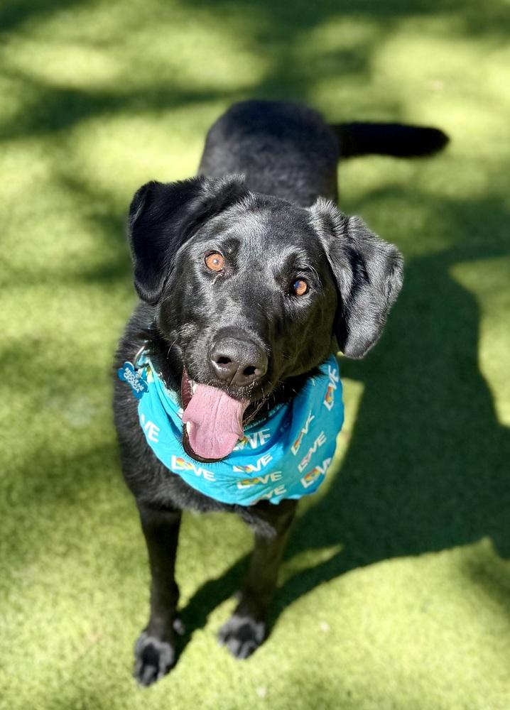 Enlarge Ralph, a Adoptable mixed breed in Dunwoody, GA image 5/6