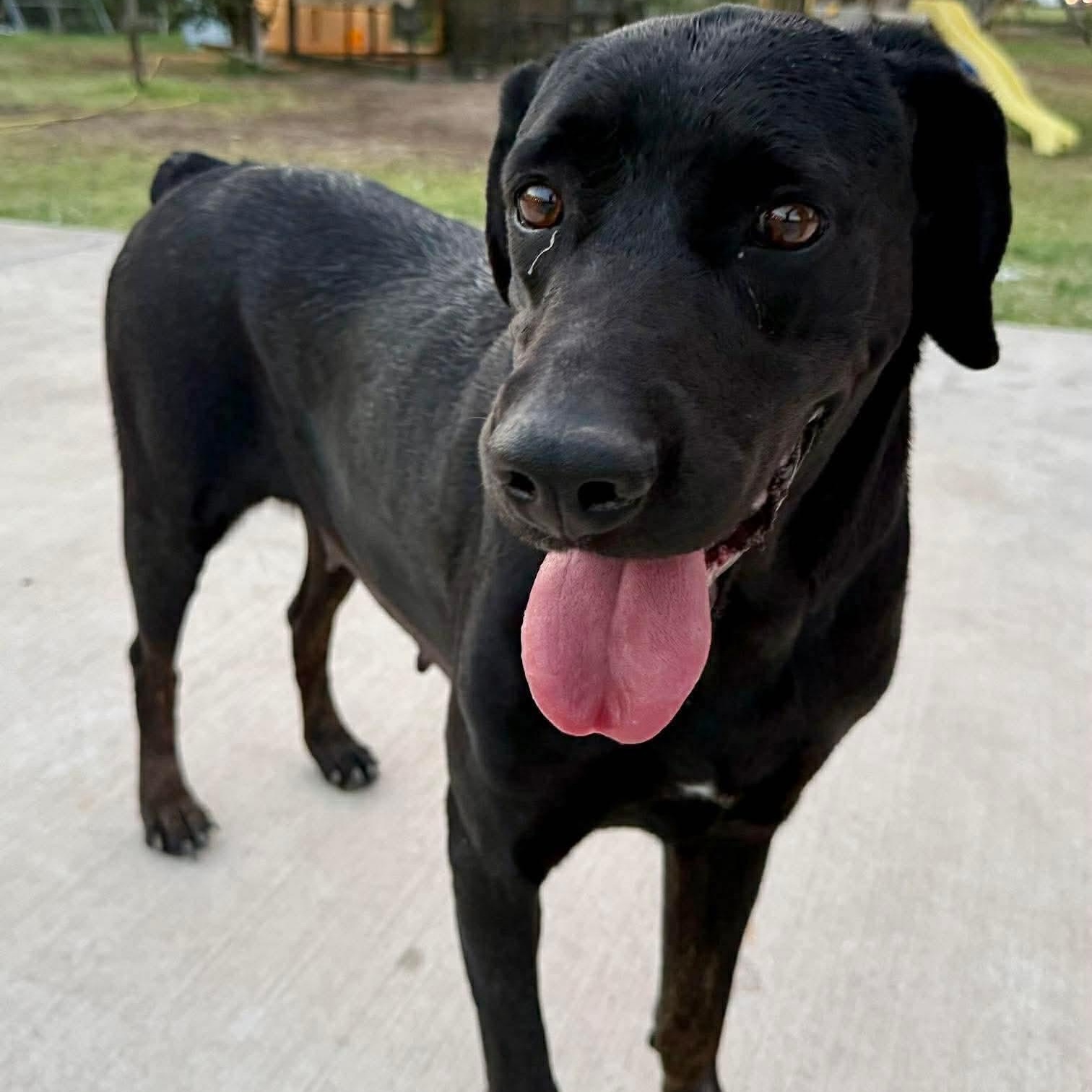 Enlarge Princess, a Adoptable mixed breed in Tacoma, WA image 5/6