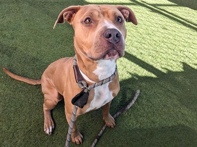 COCO, Adoptable, Young Female Pit Bull Terrier.