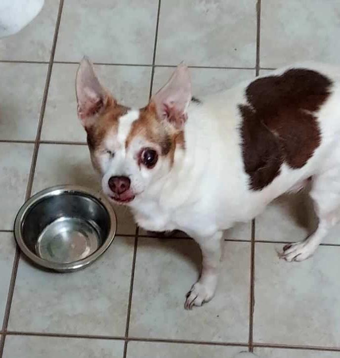 Buc, Senior Male Chihuahua