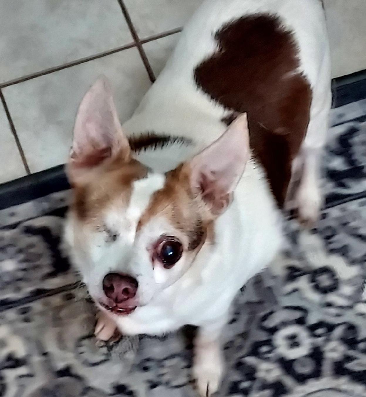 Buc, a Adoptable Chihuahua in St. Clairsville, OH image 1/2