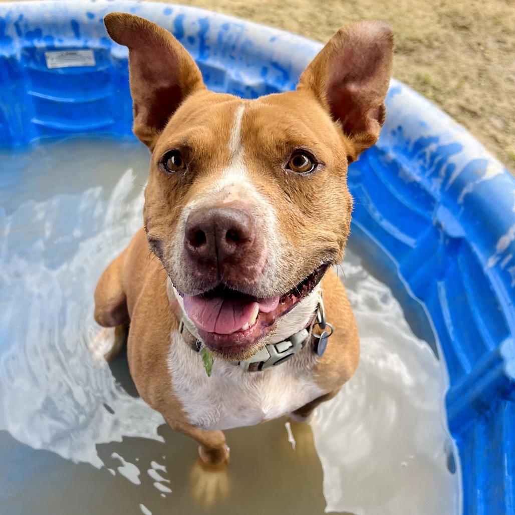 Enlarge Muncy, a Adoptable mixed breed in Ojai, CA image 1/4