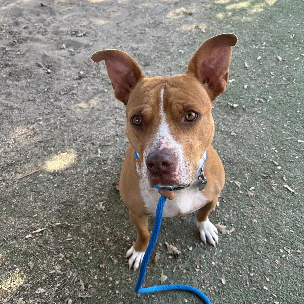 Enlarge Muncy, a Adoptable mixed breed in Ojai, CA image 2/4