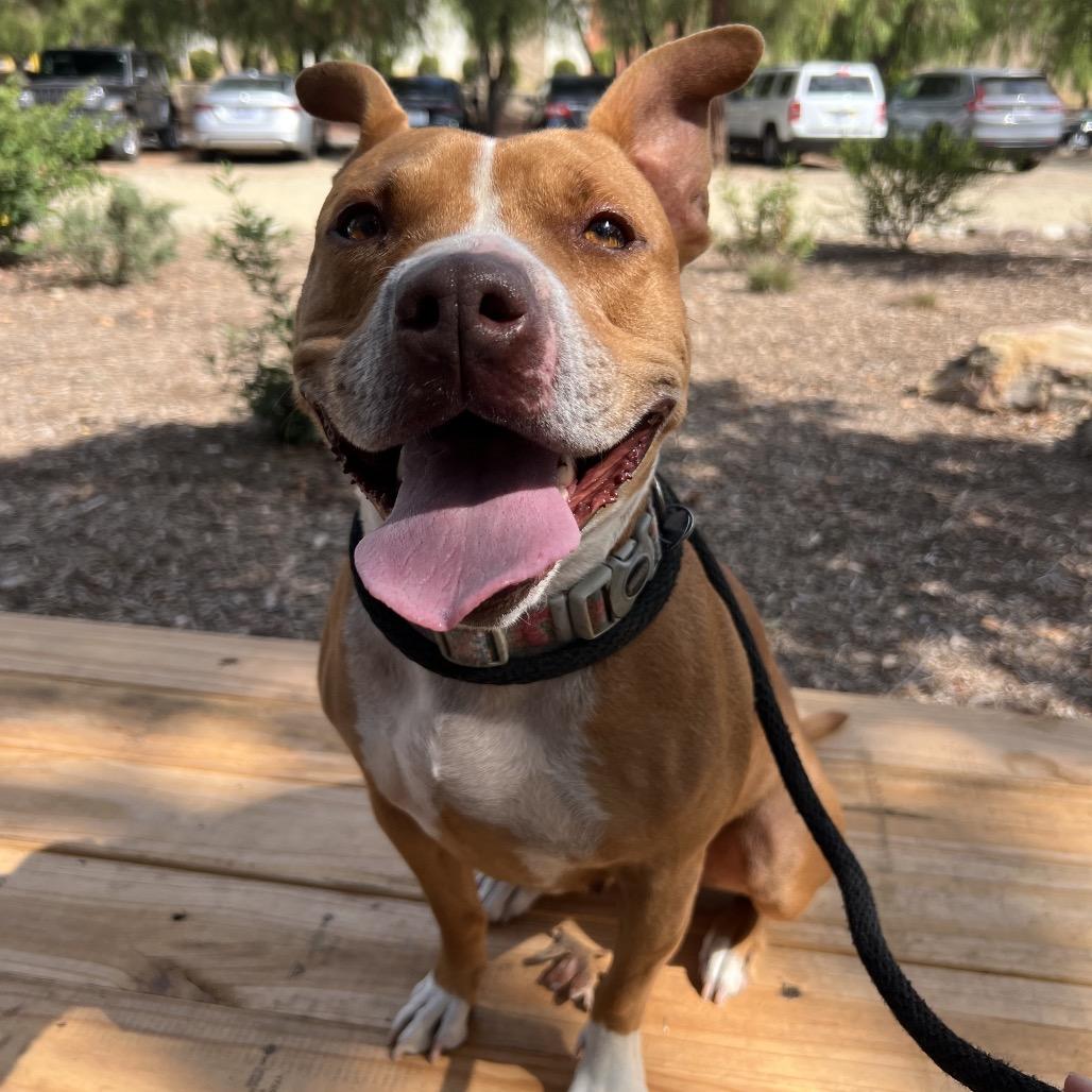 Enlarge Muncy, a Adoptable mixed breed in Ojai, CA image 3/4