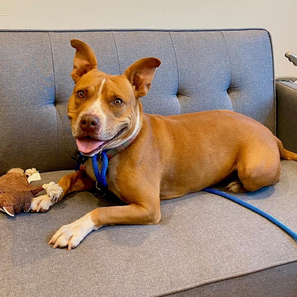 Enlarge Muncy, a Adoptable mixed breed in Ojai, CA image 4/4
