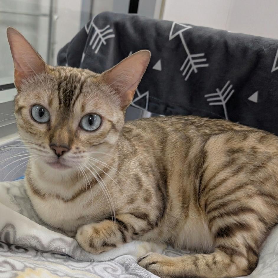 Breve, Adoptable, Adult Female Bengal.