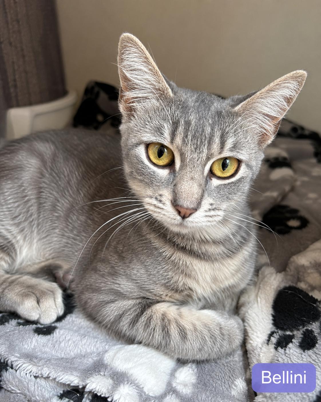 Enlarge Bellini, a Adoptable Domestic Short Hair in Oceanside, CA image 1/1