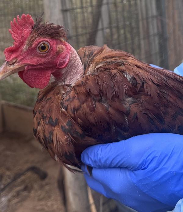 Leon, Adoptable, Young Male Chicken.