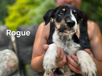 Psylocke, a ADOPTABLE mixed breed in Canterbury, CT image 2/3