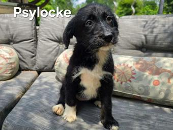 Psylocke, a ADOPTABLE mixed breed in Canterbury, CT image 1/3