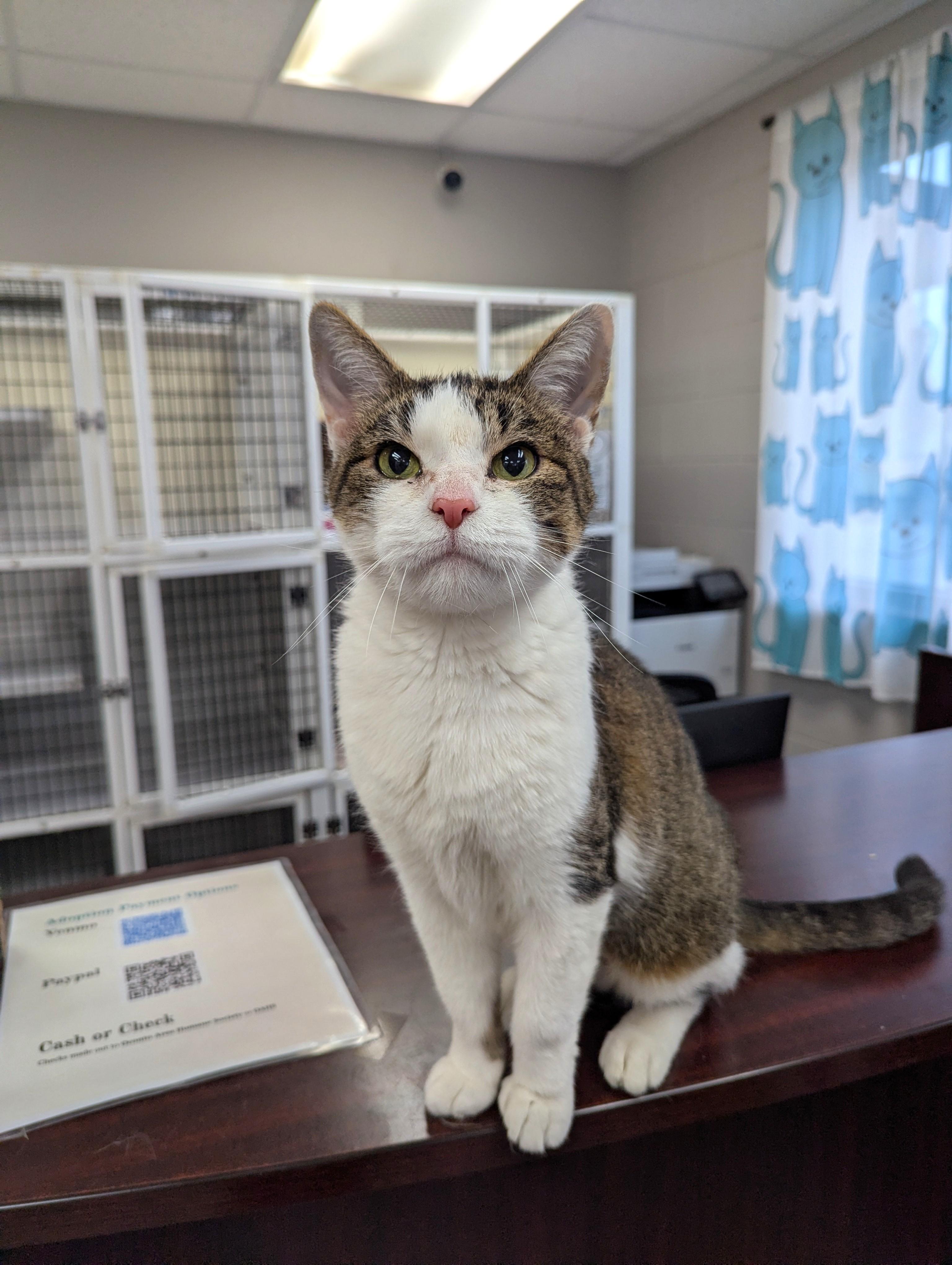 Enlarge Karen, a Adoptable Domestic Short Hair in Oconto, WI image 4/5