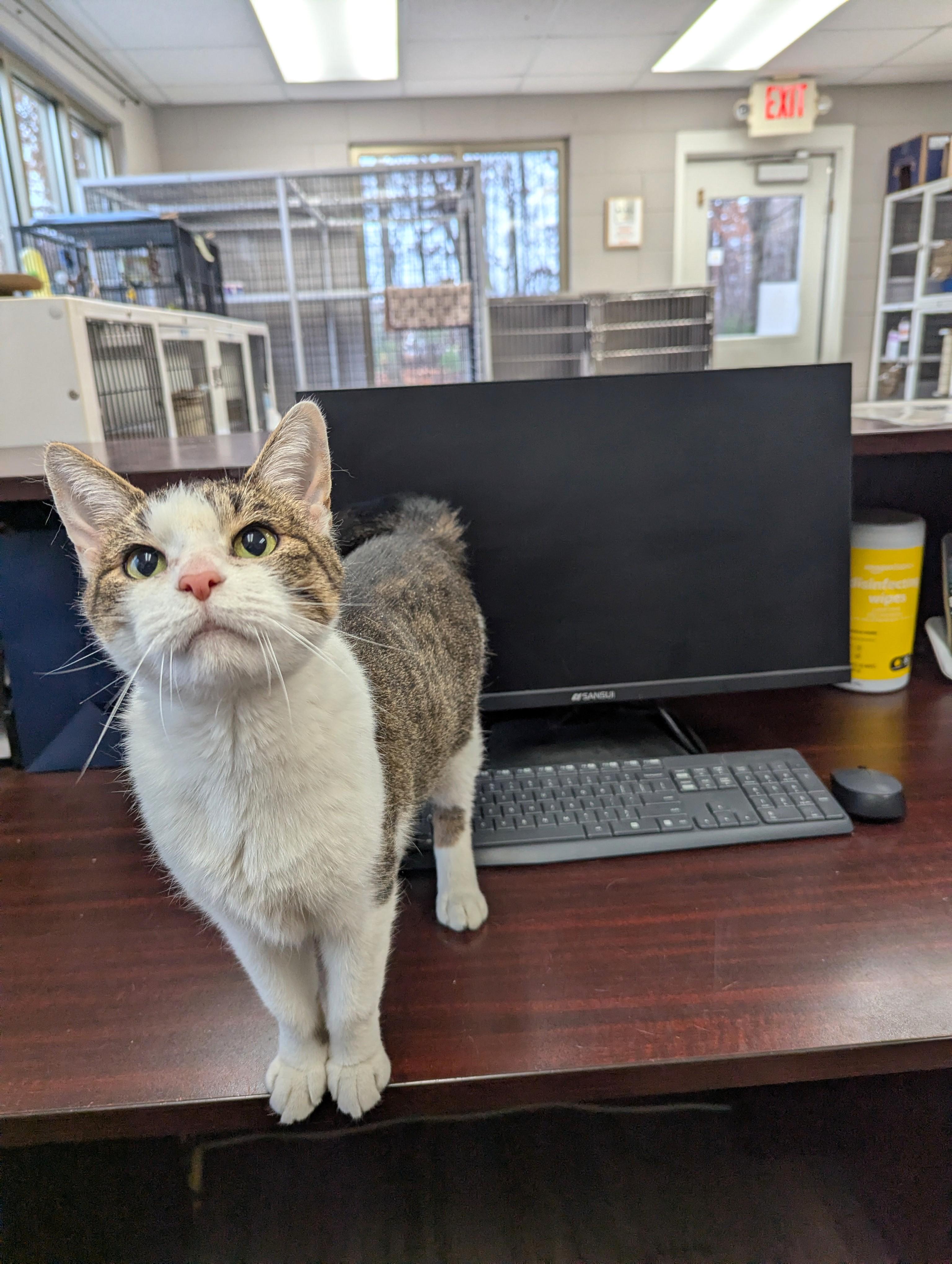 Karen, a Adoptable Domestic Short Hair in Oconto, WI image 1/6