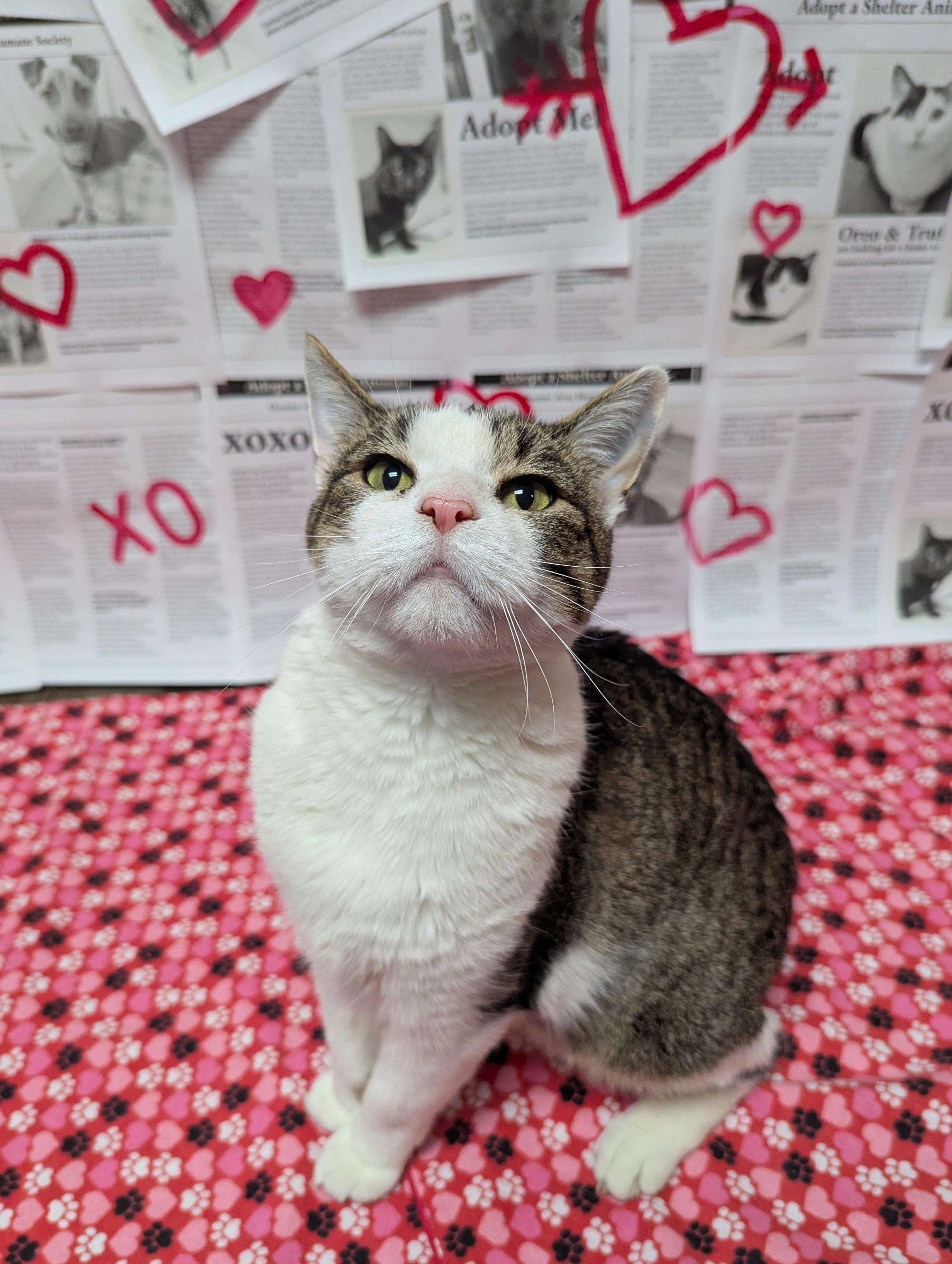 Karen, Adoptable, Adult Female Domestic Short Hair.