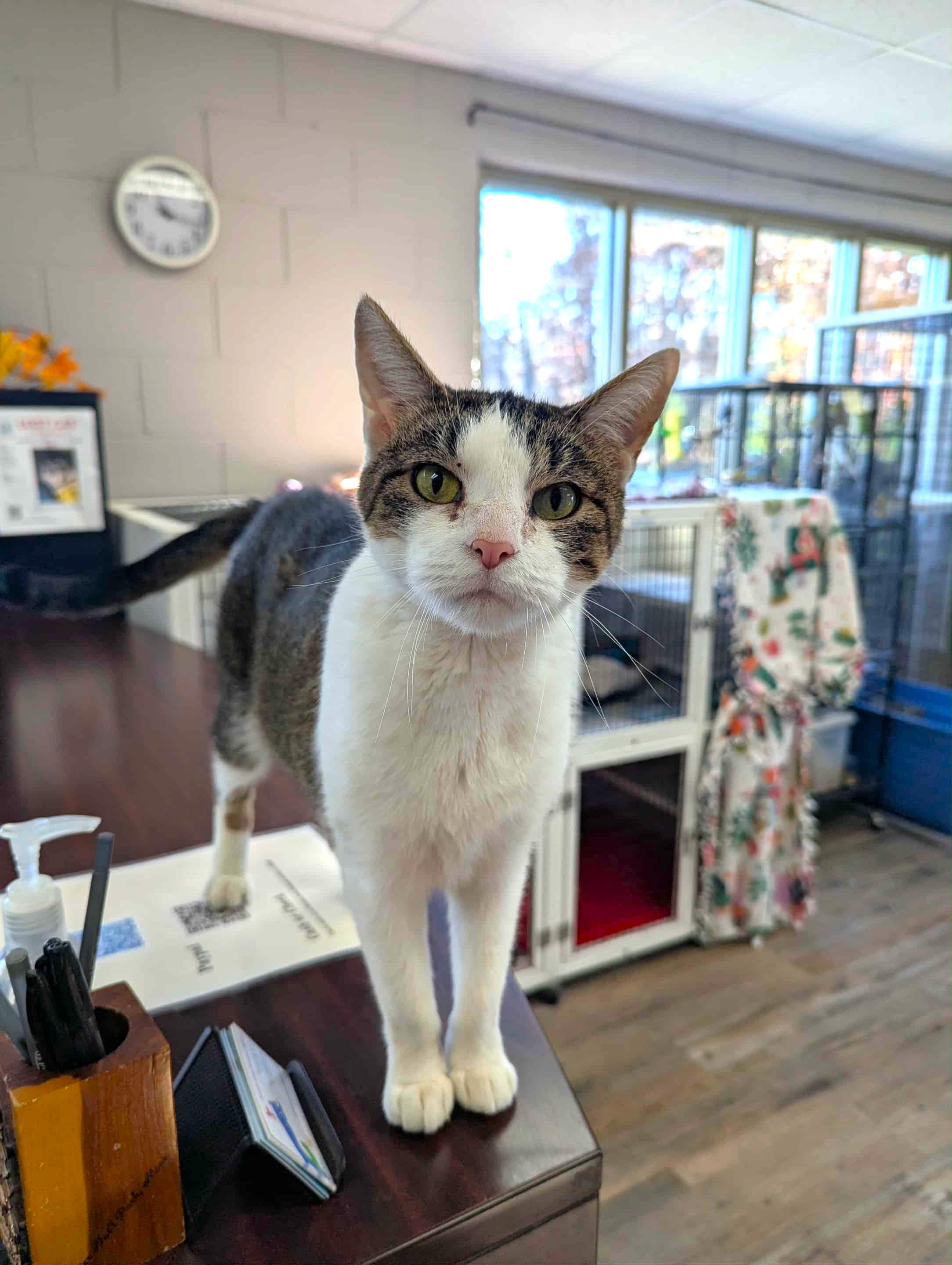 Karen, a Adoptable Domestic Short Hair in Oconto, WI image 5/6