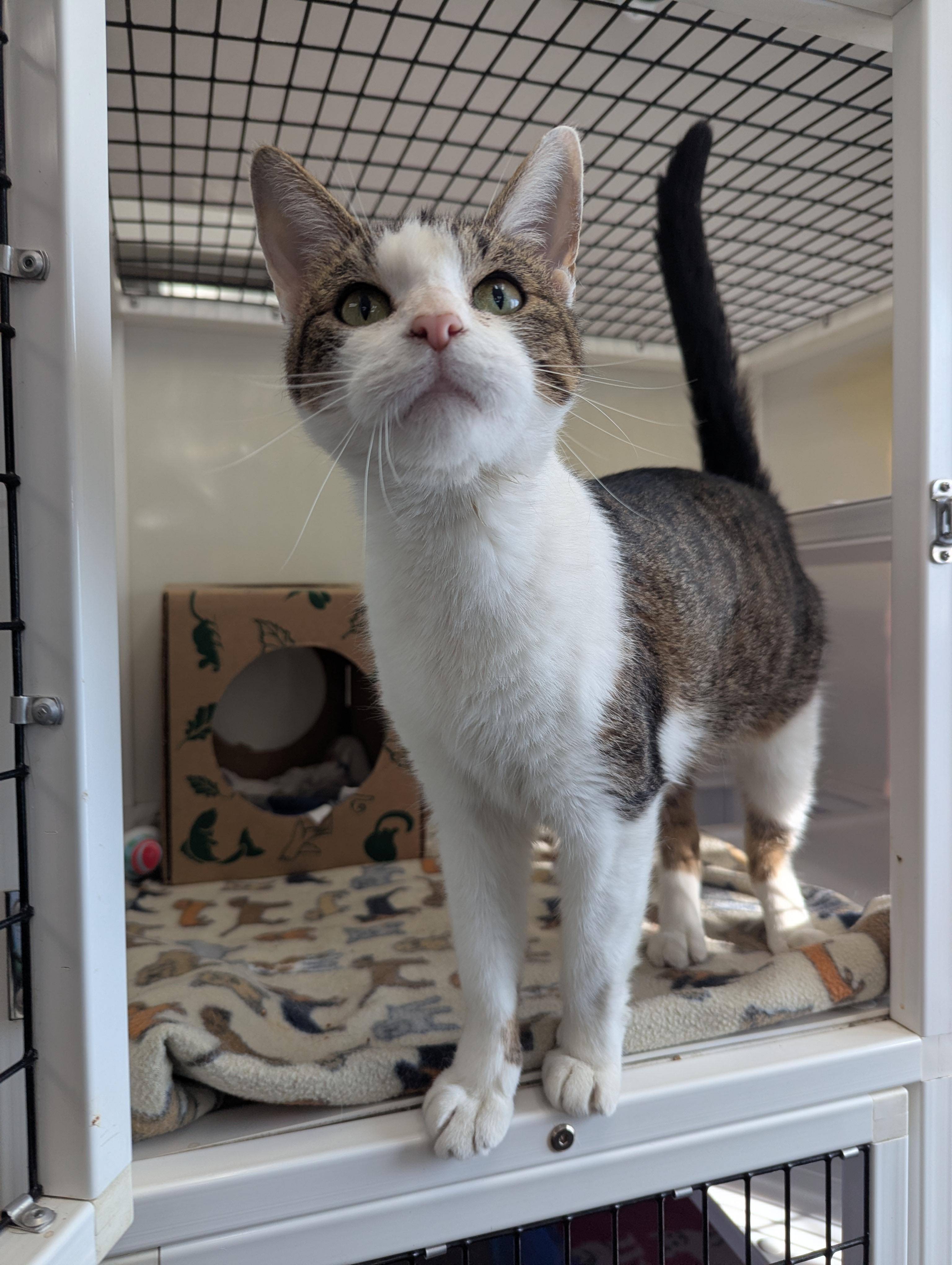 Karen, a Adoptable Domestic Short Hair in Oconto, WI image 6/6